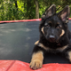 Gizmodo pup Lucio, who failed out of guide dog school.